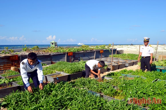 Rau xanh trên đảo Trường Sa Đông. Ảnh: N.K