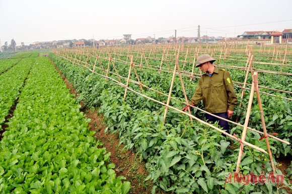 Sản xuất rau vụ đông  tại Quỳnh Lương (Quỳnh Lưu). Ảnh: V.Đ