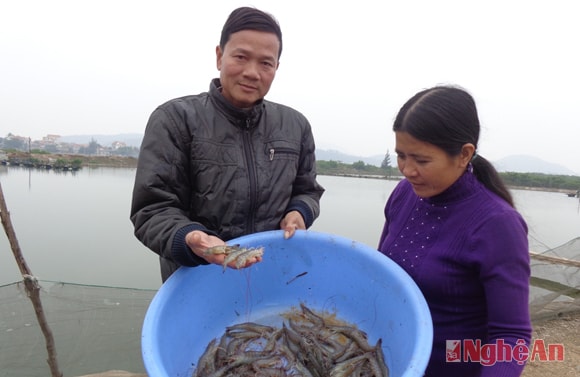 Anh Nguyễn Văn Sơn, xã An Hòa (Quỳnh Lưu) vui mừng được mùa tôm.