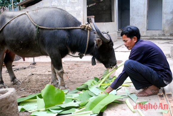 Ông Kha Văn Khương, bản Quang Phúc chăm sóc trâu.