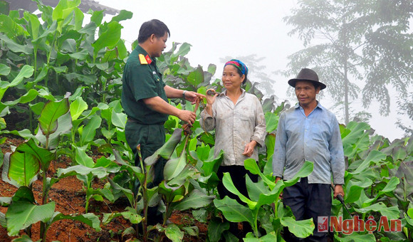 Cán bộ Đoàn Kinh tế Quốc phòng 4 hướng dẫn người dân xã Na Ngoi (Kỳ Sơn)  chăm sóc cây dong riềng.Ảnh: trần hải