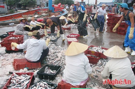 Cá được phân loại để bán cho thương lái