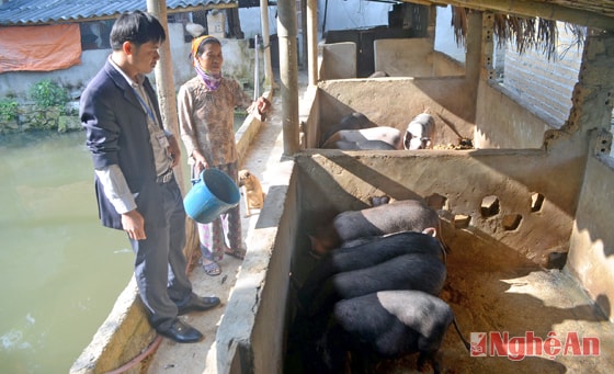 Mô hình nuôi lợn đen cho giá trị kinh tế cao của gia đình ông Vi Xuân Hùng và bà Hà Thị Quyết ở xã Châu Kim, Quế Phong.