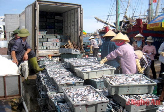 Thu mua cá ở Cảng Lạch Quèn.