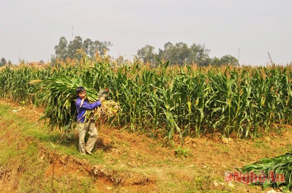 Nhờ đầu tư thâm canh, nên cây ngô vụ đông ở Hưng Nhân phát triển tốt.