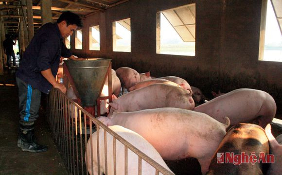 Anh Lê Quang Hải (xã Thanh Ngọc, huyện Thanh Chương) chăm sóc đàn lợn của gia đình.