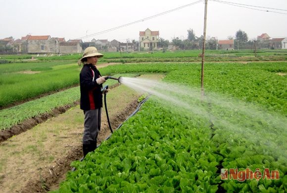 Chăm sóc rau ở xã Diễn Thành (Diễn Châu).