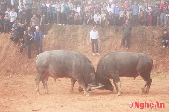 Phần thi chọi trâu diễn ra rất hấp dẫn