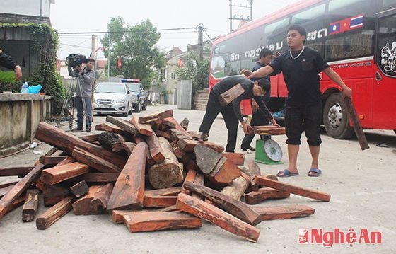 Số gỗ trắc rất lớn được phát hiện kiểm tra tại cơ quan chức năng