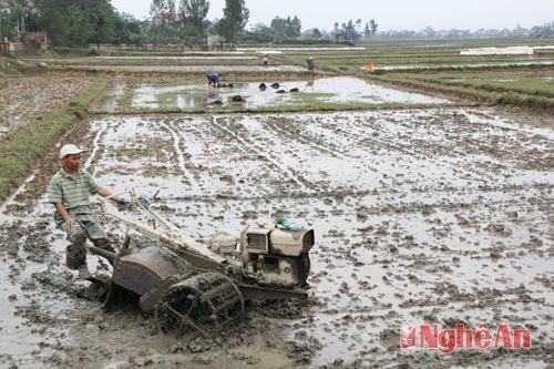 Bà con nông dân xã Hưng Đạo (Hưng Nguyên) làm đất chuẩn bị cho vụ xuân  Ảnh: c.S