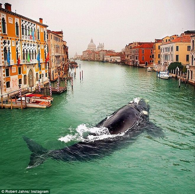 Một con cá voi ở Venice. 