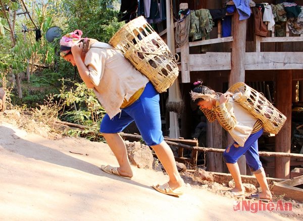 Gùi đá về xây nhà.