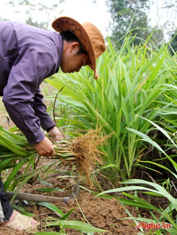 Thu hoạch rễ hương.