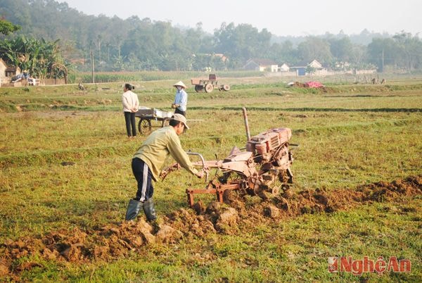 Nông dân xã Thanh Liên (Thanh Chương) làm đất sản xuất vụ xuân.