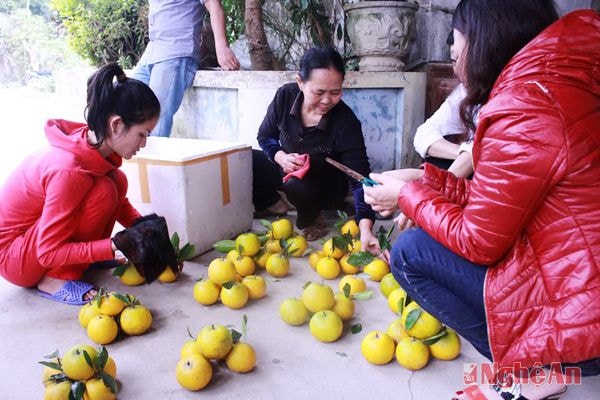 Bà Nguyễn Thị Hòa (giữa) đếm cam giao cho khách mua.