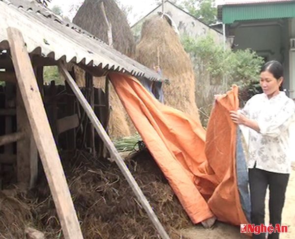 Che bạt chống rét cho gia súc ở Nghĩa Đàn.