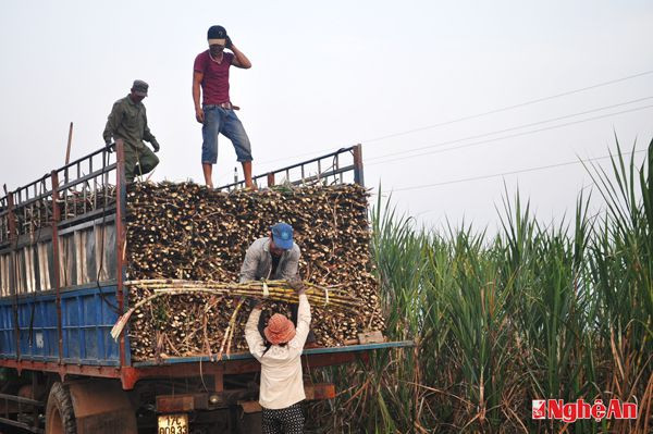 Xếp mía lên xe ở xã Kỳ Tân (Tân Kỳ). Ảnh: T.H