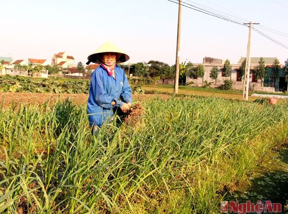 Thu hoạch tỏi trên đất 2 lúa ở xã Quỳnh Bá (Quỳnh Lưu).