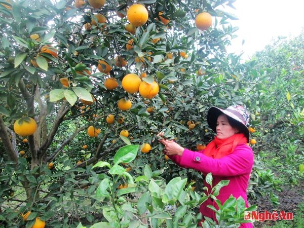 Vườn cam của gia đình chị Lê Thị Yên, xóm Lê Lai,  xã Nghĩa Hiếu (Nghĩa Đàn). Ảnh: Đinh Thùy
