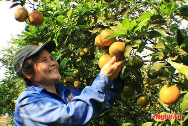 Giống cam V2 cho năng suất cao ở Quỳ Hợp.Ảnh: Phan văn Toàn