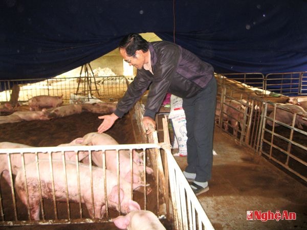 Ông Tuấn đến các trại lợn của các hộ dân để kiểm tra và hướng dẫn bà con về kỹ thuật chăn nuôi.