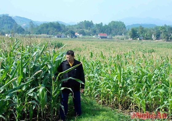 Bí thư chi bộ bản Bàng (Châu Lý, Quỳ Hợp) Mạc Văn Dương  kiểm tra cánh đồng ngô của bản.