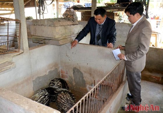 Ông Lang Khánh Suyên (Thị trấn Kim Sơn) tại trang trại nhím của gia đình.