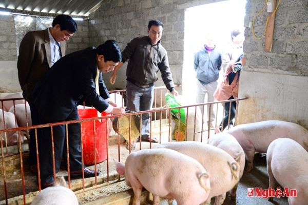 Đồng chí Nguyễn Xuân Đường thăm mô hình nuôi lợn bằng sử dụng men ủ chua để chế biến thức ăn cho chăn nuôi lợn tại xã Thanh Ngọc, Thanh Chương