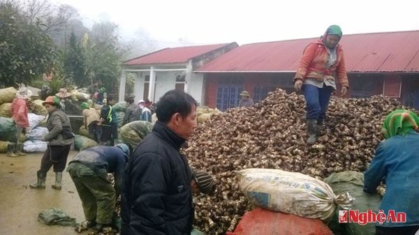 Thu mua khoai tại Đoàn kinh tế Quốc phòng
