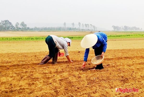 Nông dân xã Thanh Giang (Thanh Chương) gieo lạc xuân trên đất bãi.