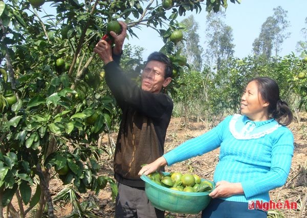 Gia đình ông Trần Duy Long thu hoạch quýt ngọt. 