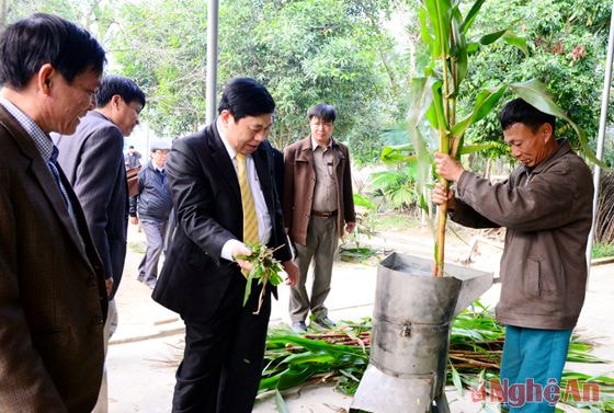 Cắt nhỏ thức ăn thô bằng máy cắt - công đoạn đầu tiên của quy trình chế biến thức ăn cho gia súc từ phụ phẩm nông nghiệp, áp dụng công nghệ ủ men vi sinh. Chi phí chỉ vào khoảng 8.500 - 9.000 đồng/kg, thấp hơn giá thành thu mua thức ăn tổng hợp chế biến sẵn là 12.000 đồng/kg. Hàm lượng dinh dưỡng trong thức ăn ủ chua đảm bảo hơn, lược bỏ độc tính trong thức ăn thô và đem lại hiệu quả vỗ béo gia súc cao. Mô hình ở Thanh Ngọc, Thanh Chương