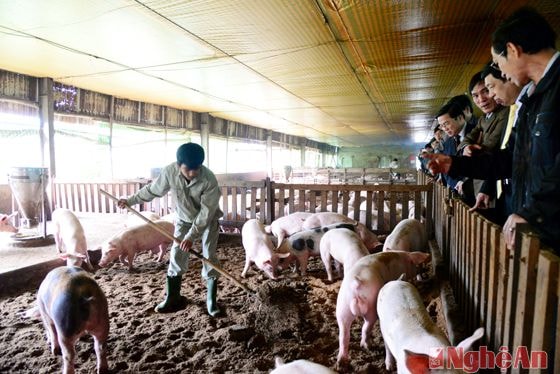 Đoàn làm việc của đồng chí Nguyễn Xuân Đường - Chủ tịch UBND tỉnh thăm và kiểm tra tính ứng dụng của mô hình. Mỗi năm trang trại xuất chuồng 300 tấn thịt lợn, doanh thu đạt 16 tỷ đồng