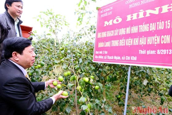 Mô hình trồng đại táo trong điều kiện khí hậu Con Cuông, điểm vườn ở xã Chi Khê. Cây táo đang ra quả, chuẩn bị thu hoạch phục vụ thị trường Tết Nguyên đán. Đồng chí Nguyễn Xuân Đường kiểm tra tiến độ thực hiện và hiệu quả của dự án. 