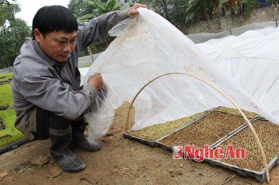 Anh Hạnh - chủ nhiệm HTX Nông nghiệp thị trấn Hưng nguyên kiểm tra mạ khay đã phủ ni lông.