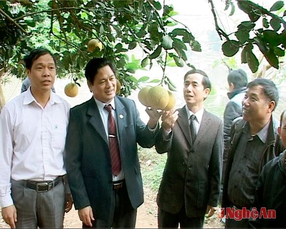 Tham quan mô hình bưởi Diễn