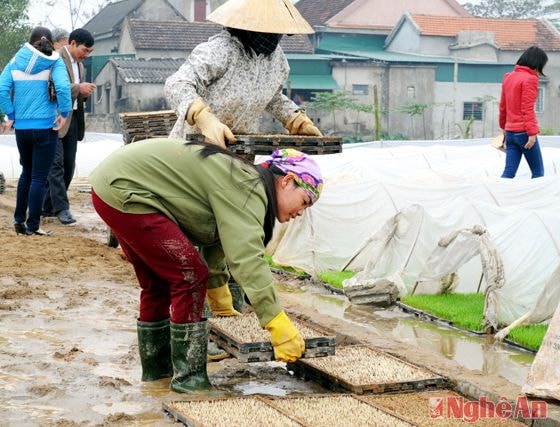 Vận chuyển mạ tự nhà ủ ra sân