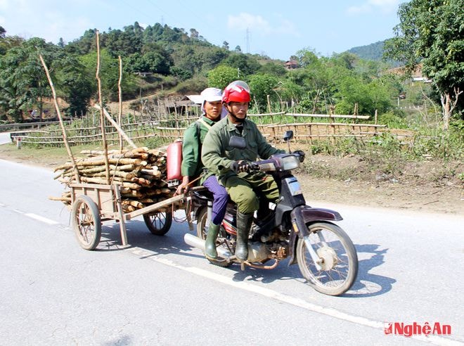 Đưa tre về rào ruộng.