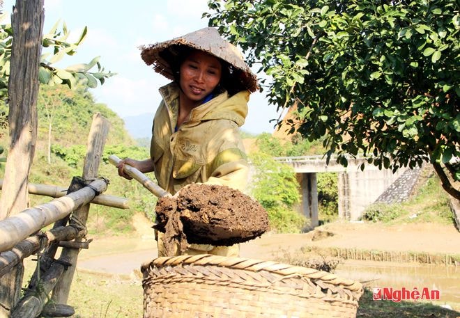 Sử dụng phân chuồng bón ruộng.