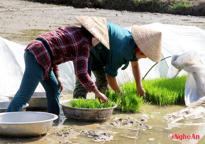 Nhổ mạ.