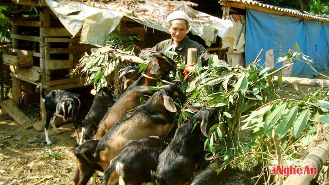 Ông Nguyễn Lâm Thân (xóm Thuần Trung, xã Thanh Tùng,  Thanh Chương) chăm sóc đàn dê.