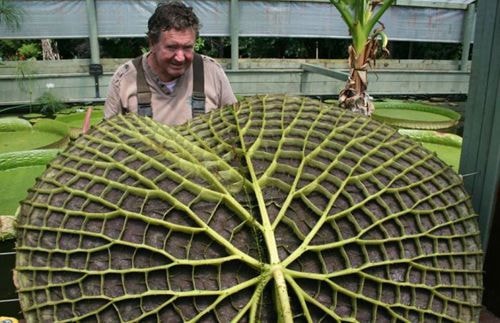  Ông Geoff Cochrane và chiếc lá hoa súng khổng lồ. Ảnh: Blue Lotus Water Garden