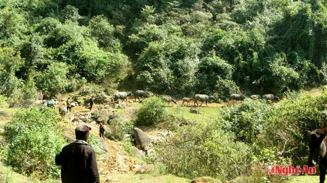 Đàn trâu tại 1 trong 4 trang trại chăn nuôi của Thò Bá Vừ.