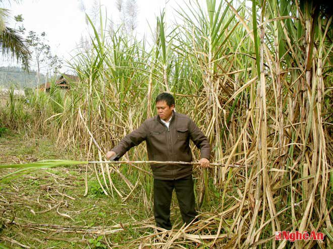 Mô hình kinh tế của anh Lương Văn Bình, bản Bông 1, xã Châu Thuận (Quỳ Châu).