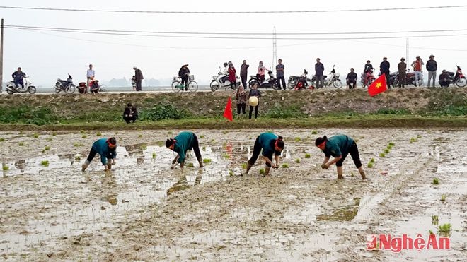 Hội thi cấy lúa