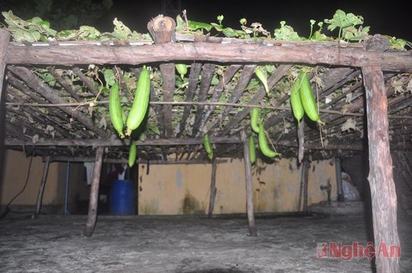 Rau xanh trên đảo Phan Vinh.