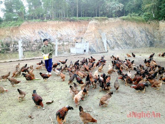 Chăn nuôi gà an toàn sinh học tại xã Thanh Lĩnh (Thanh Chương).