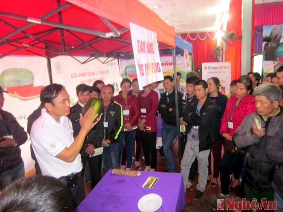 Chia sẽ về kinh nghiệm trồng dưa