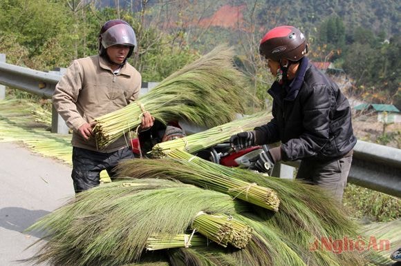 Chở đót đi nhập.