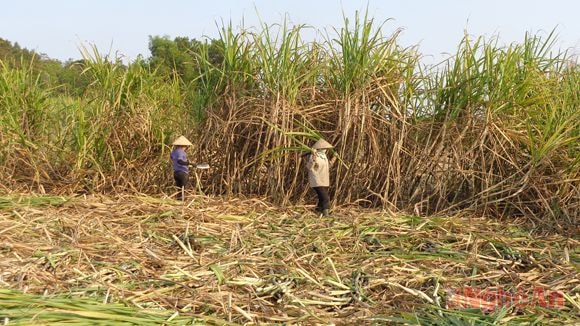 Thu hoạch mía tại cánh đồng đập Hai Khe (xã Châu Đình). 